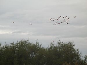 Flamingos.jpg