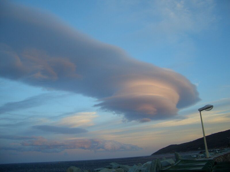 Datei:Macinaggio Lenticularis.jpg