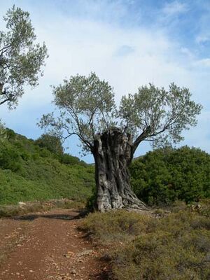 Pelagonisi obaum.JPG